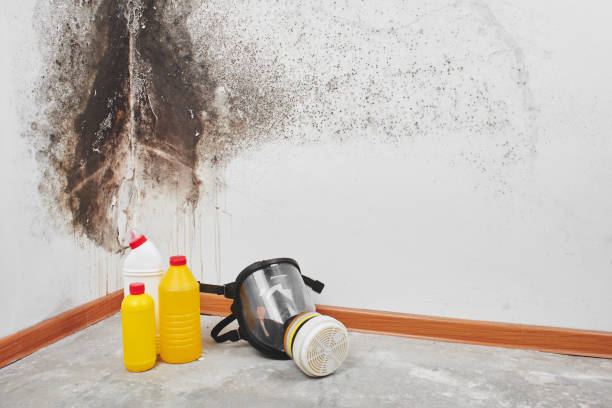 Best Certified Mold Removal  in Vandenberg Village, CA