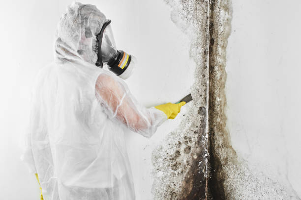 Best Mold Removal Process  in Vandenberg Village, CA