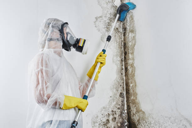 Best Crawl Space Mold Removal  in Vandenberg Village, CA