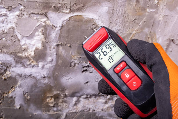 Best Fast Mold Removal  in Vandenberg Village, CA