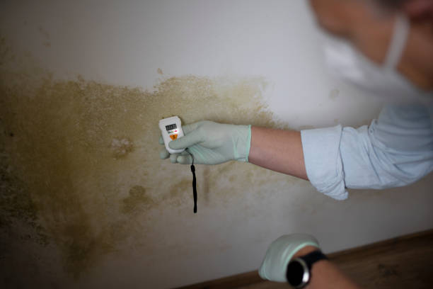 Best Black Mold Removal  in Vandenberg Village, CA