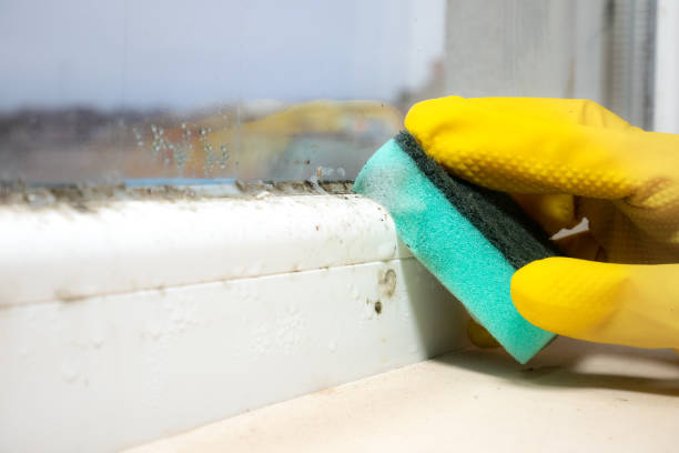 Best Black Mold Removal  in Vandenberg Village, CA