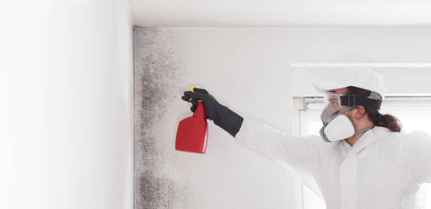 Best Attic Mold Removal  in Vandenberg Village, CA
