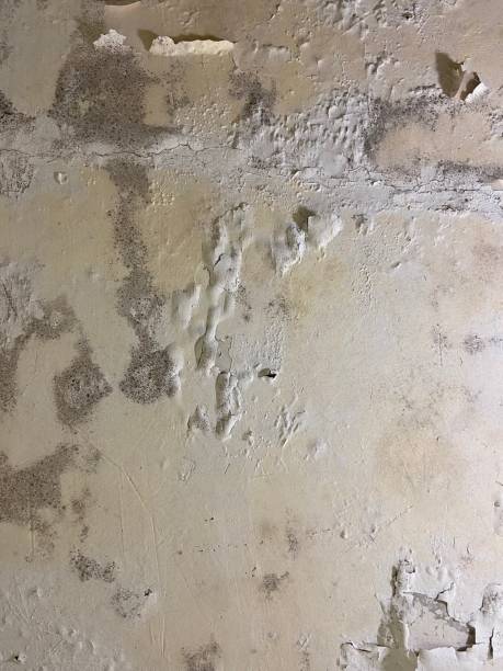 Best Emergency Mold Removal  in Vandenberg Village, CA
