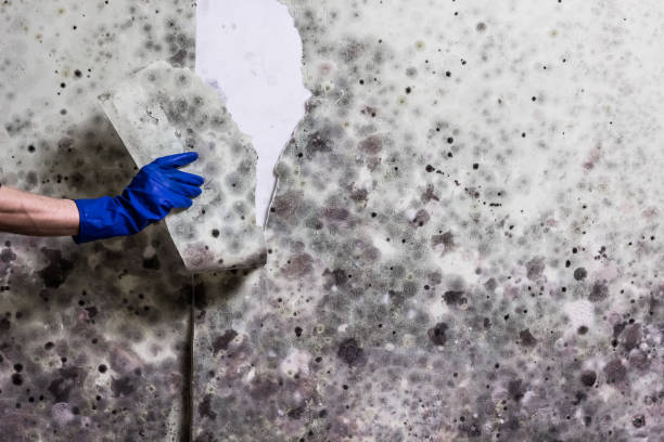 Mold Removal and Inspection in Vandenberg Village, CA