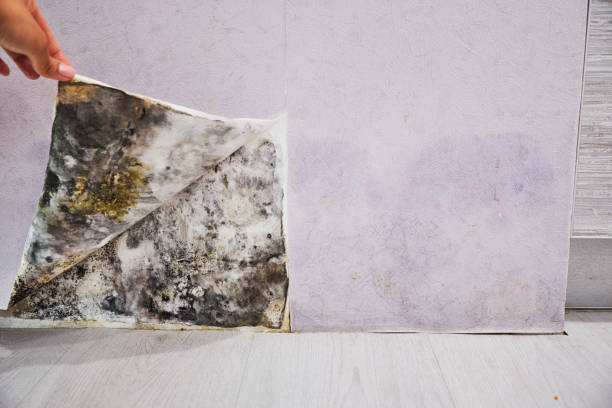 Best Affordable Mold Removal  in Vandenberg Village, CA